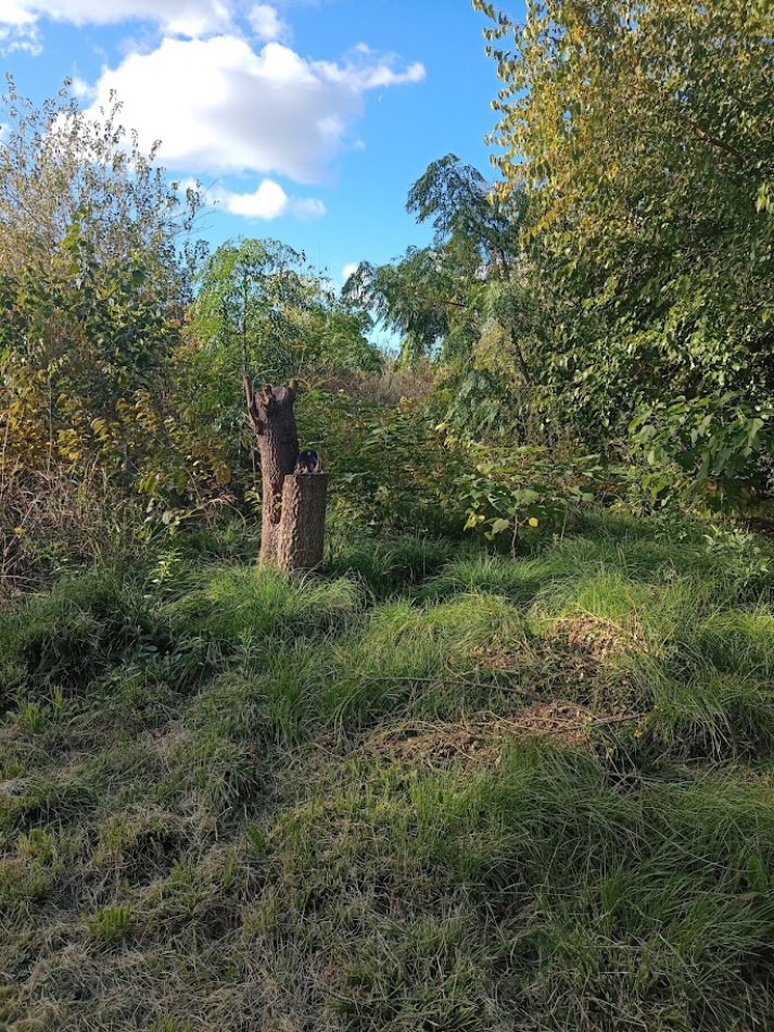 TERRENO EN VENTA EN GONZALEZ CATAN.